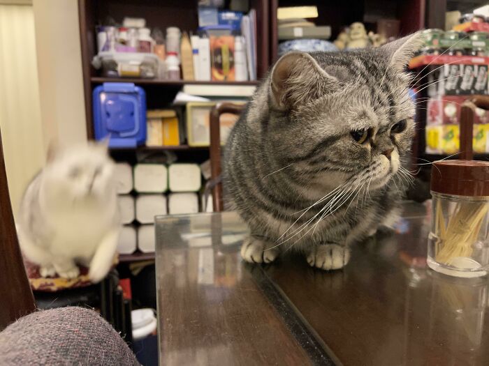 Gray tabby cat on a table preparing for disaster, with a blurred white cat in background in a cluttered room.