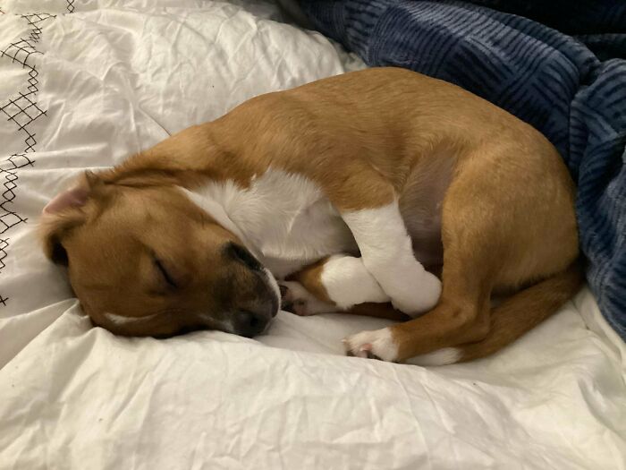 Sleeping brown and white dog curled up on a bed, capturing a peaceful moment of animals enjoying a nap.