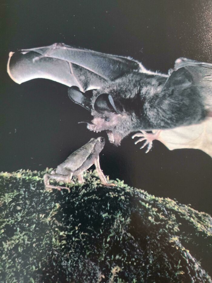 Bat about to catch a frog on a mossy surface in a hilarious photo captured before disaster struck.