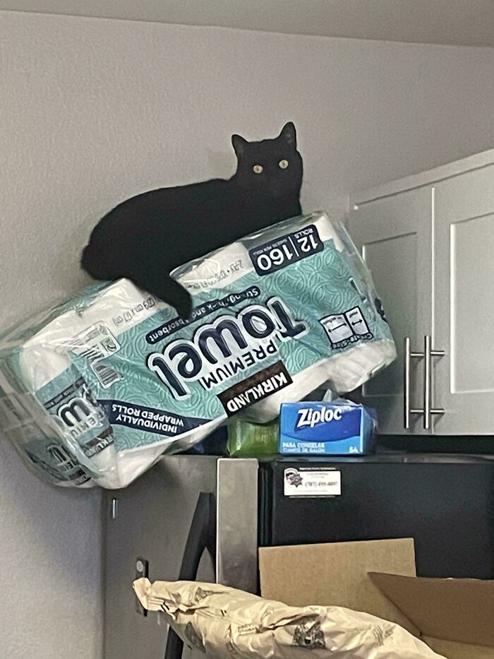 Black cat precariously perched on a large pack of paper towels above a kitchen fridge in a hilarious photo before disaster struck.
