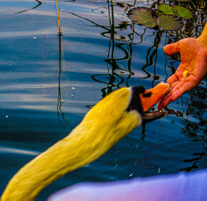 Goose lunging aggressively at a person’s hand feeding it near water in a hilarious photo before disaster struck.