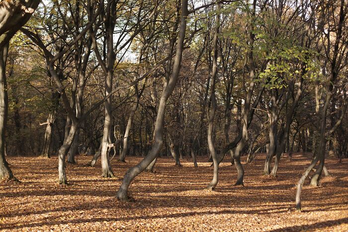 Forest of twisted trees with fallen leaves, a spooky destination perfect for haunting Halloween visits.