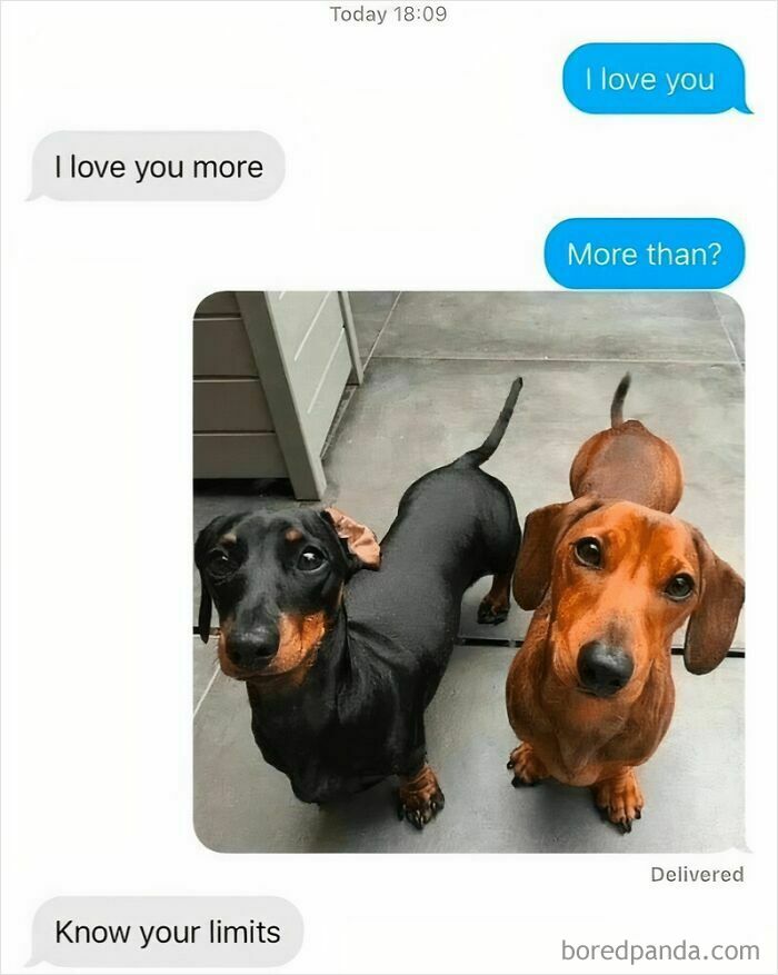 Two dachshunds looking up with a funny text exchange, captured in wholesome animal memes to brighten your day.