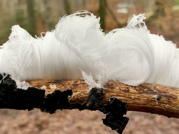 Close-up of hair ice growing on a decayed branch, an interesting natural phenomenon featured in interesting pics.