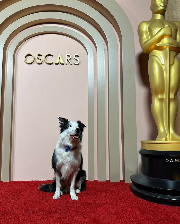 Border Collie dog with a blue bow tie sitting on a red carpet near Oscars statue and pop culture moments display.