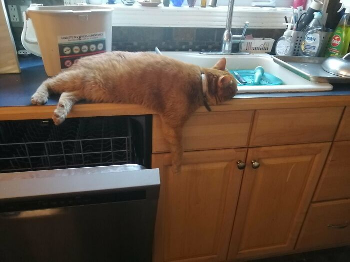 Orange cat enjoying a nap on a kitchen counter, perfectly relaxed in an unusual sleeping spot among household items.