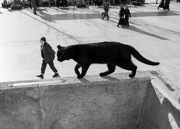 Black cat walking along a ledge in an urban street setting with people in the background during daytime.