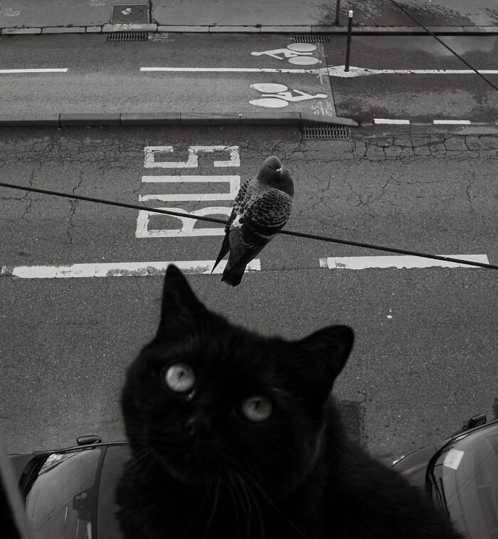 Black cat looking up with a pigeon perched on a wire above a cracked urban street marked for bus lanes.