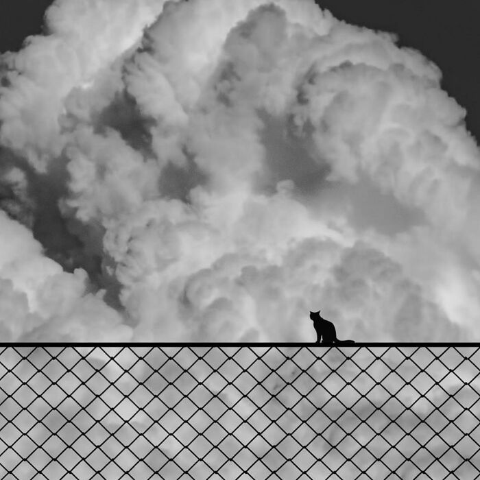 Black cat sitting on a chain-link fence against a dramatic cloudy sky in a captivating street photo.