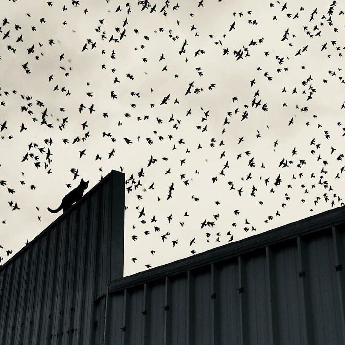 Black cat perched on rooftop watching a large flock of birds flying in the sky in a captivating street photo.