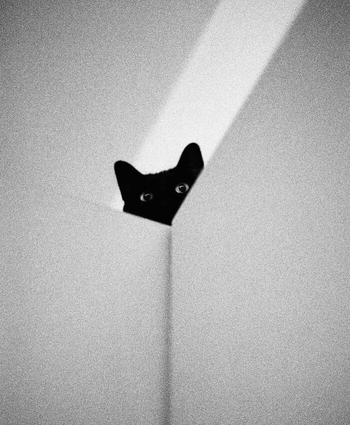 Black cat peeking over a white wall in a grainy black and white street photo with sharp contrasts and shadows.