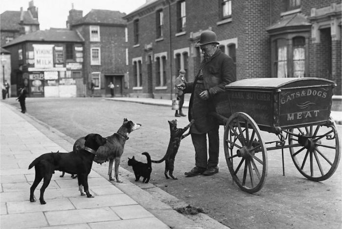 Black cat interacts with man and dogs on a street in a vintage black and white photo, showcasing captivating street photos.