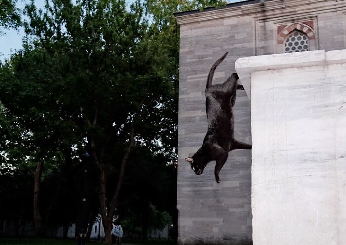 Black cat jumping down a stone wall in an urban outdoor setting with trees and building details in the background.