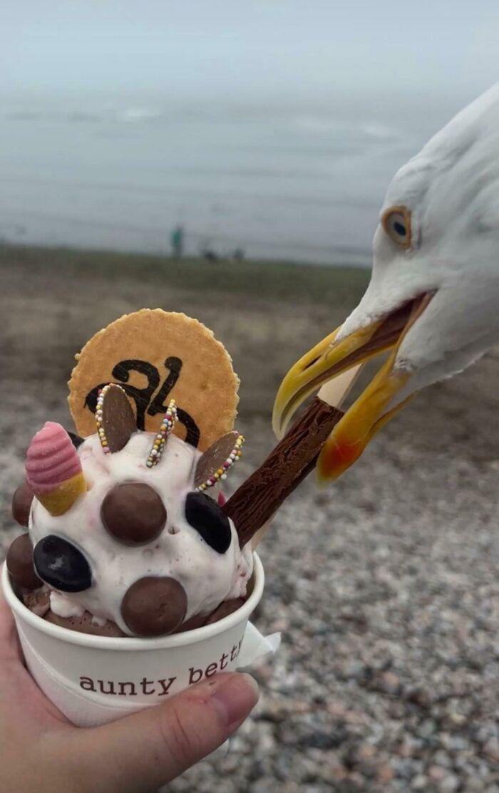 Seagull stealing a chocolate stick from an ice cream cone in a hilarious photo before disaster struck.