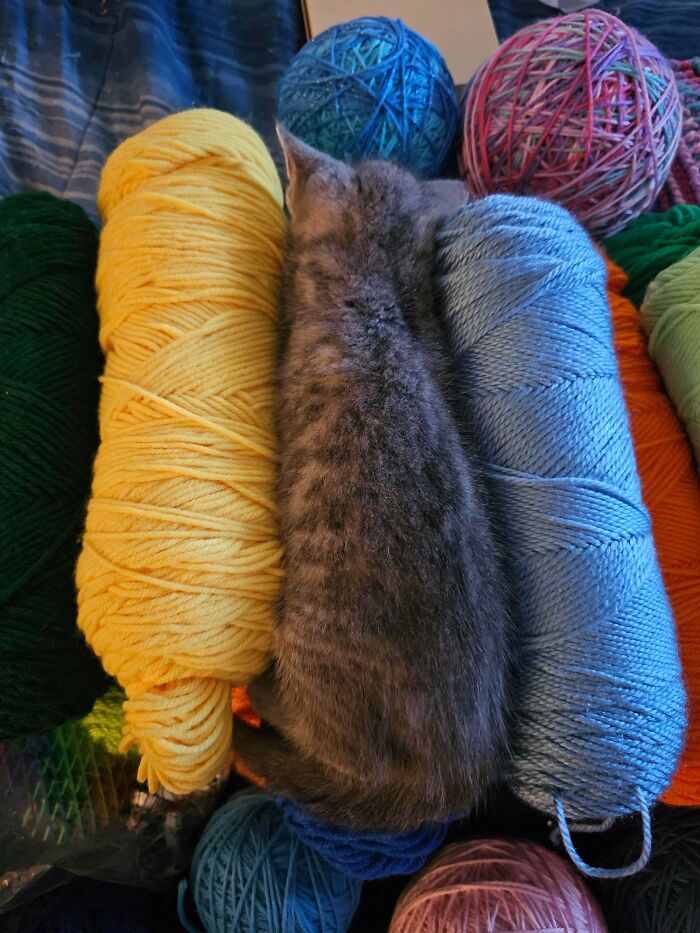 Gray cat camouflaged among colorful balls of yarn, blending perfectly in a cozy knitting environment.