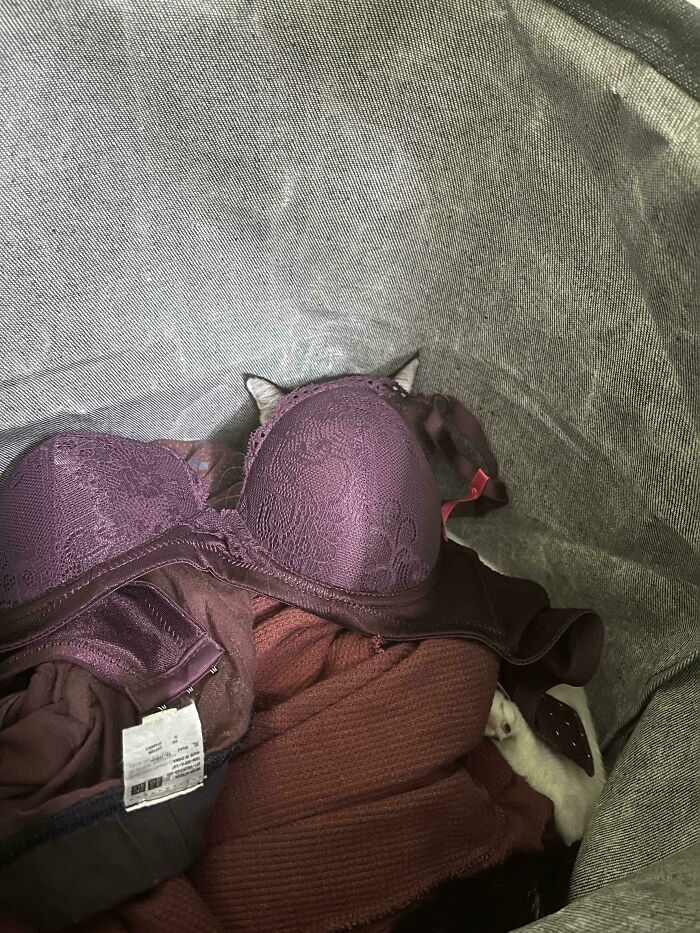 Cat camouflaged among dark clothing inside a laundry basket with just ears and paw visible.