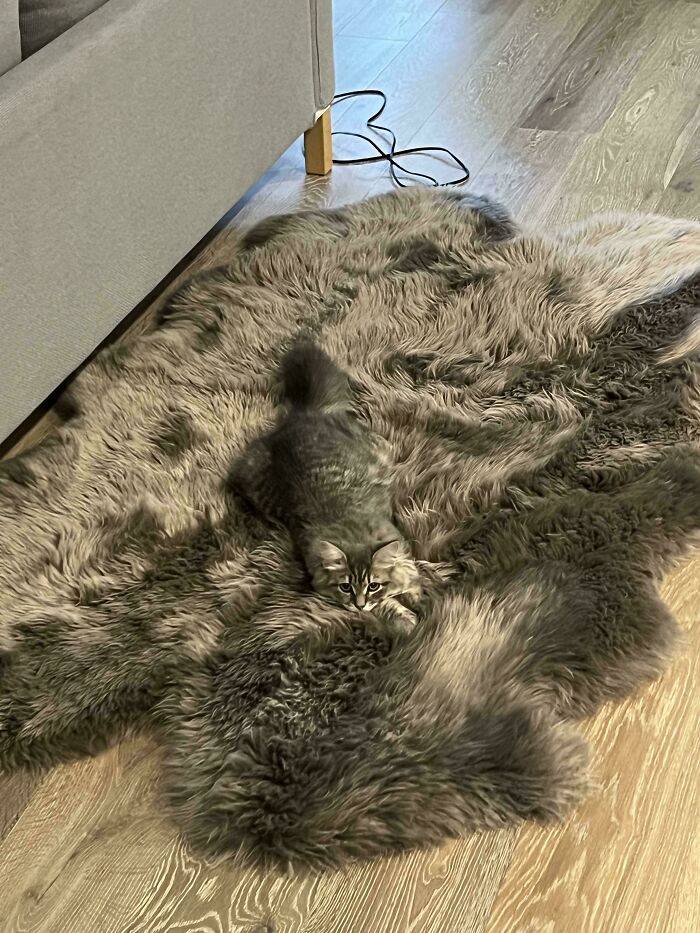 A camouflaged cat blending in perfectly with a fluffy rug on a wooden floor near a couch leg.