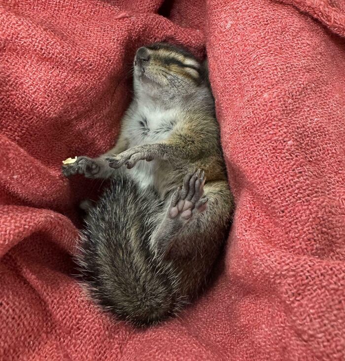 Sleeping squirrel curled up on a red blanket, showing a peaceful animal nap surrounded by soft fabric.