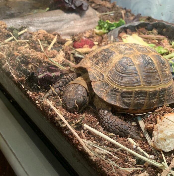 Turtle enjoying a nap nestled in natural bedding, showcasing animals enjoying a nap in a cozy environment.