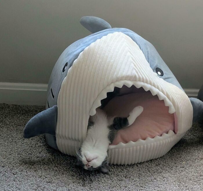 Cat enjoying a nap inside a shark-shaped pet bed, showcasing animals enjoying a cozy and cute nap moment.