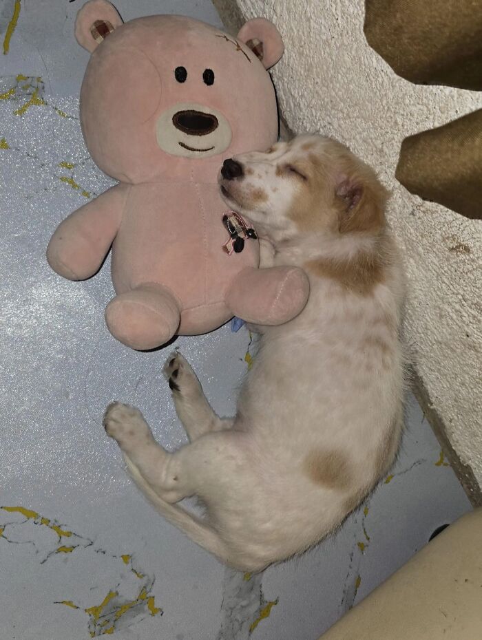 Puppy enjoying a nap cuddled up next to a large pink stuffed bear on a textured floor.