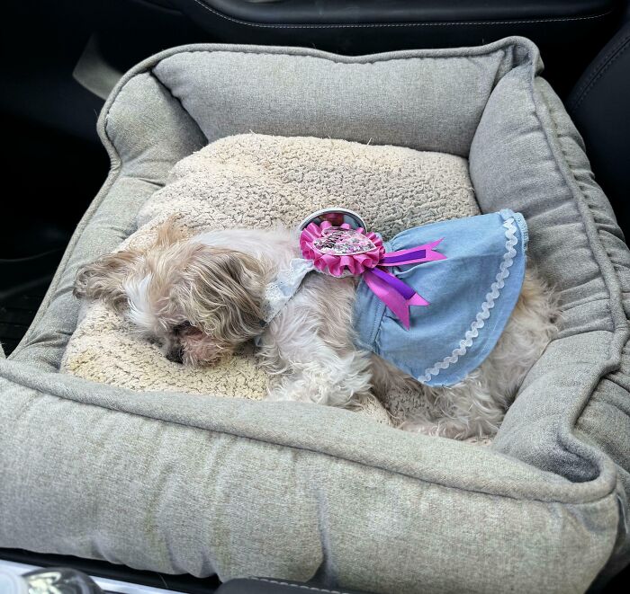 Small dog enjoying a nap in a cozy bed wearing a blue dress with a pink ribbon, captured in a peaceful moment.