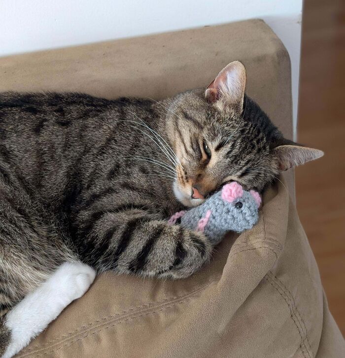 Tabby cat enjoying a nap while cuddling a small stuffed animal, showcasing animals enjoying a nap moments.