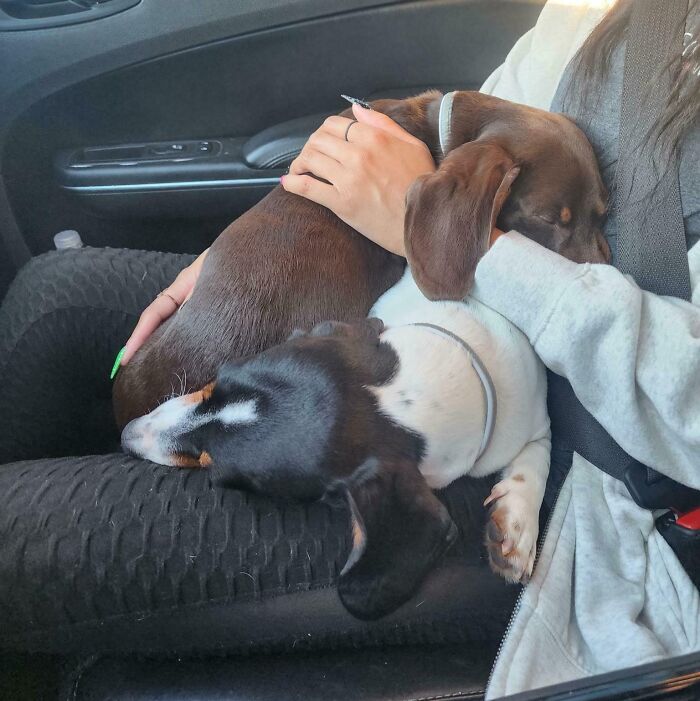 Two dachshunds enjoying a nap cuddled on a person's lap inside a car, showing animals enjoying a nap.