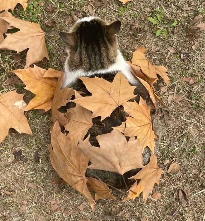 Tabby cat camouflaged with dry leaves on the ground, blending perfectly into the natural autumn surroundings.