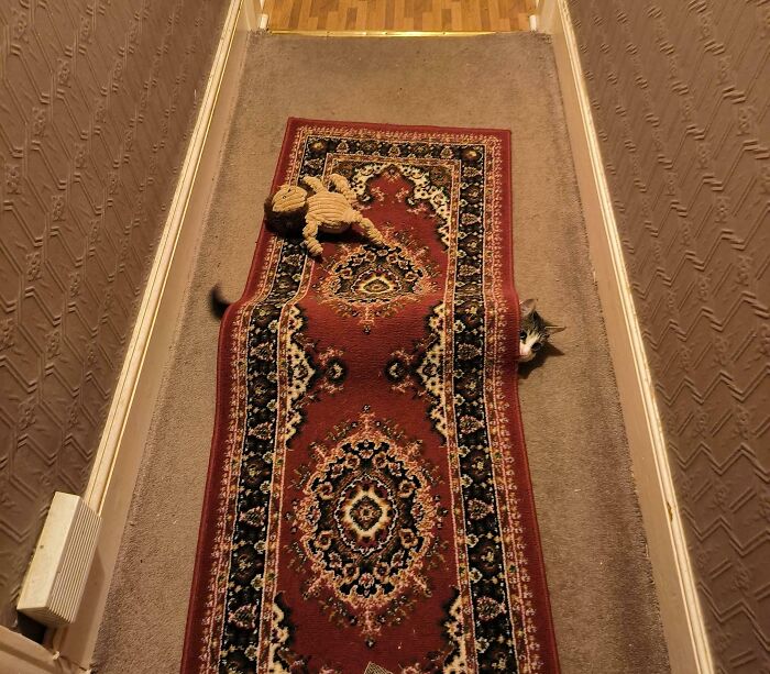 Cat cleverly camouflaged on a patterned rug in a narrow hallway, blending into its surroundings and hard to spot.