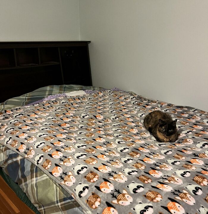 Tortoiseshell cat camouflaged on a bed with a patterned fox and raccoon blanket, blending into the cozy bedroom setting.