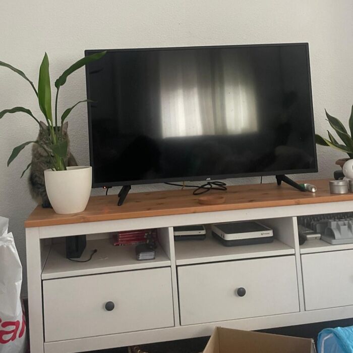 Tabby cat camouflaged behind a green plant on a wooden TV stand, blending in with the indoor decor and shadows.