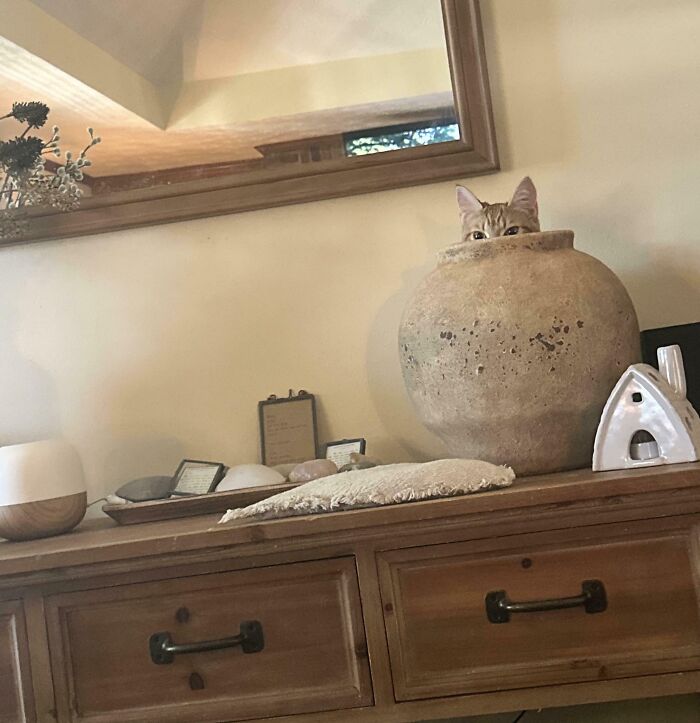 Cat camouflaged inside a large rustic pot on a wooden table blending with home decor elements.