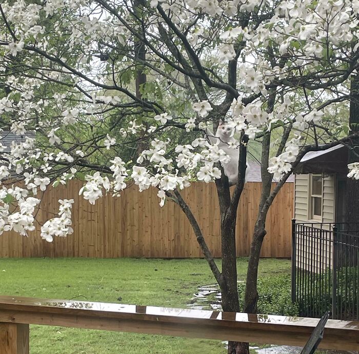 Cat perfectly camouflaged among white blossoms on a tree in a backyard, blending with the springtime scene.