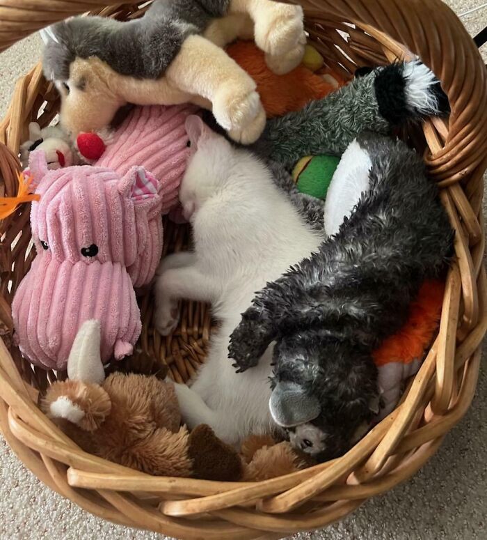 White cat camouflaged among plush toys in a basket, blending in with stuffed animals and soft textures.