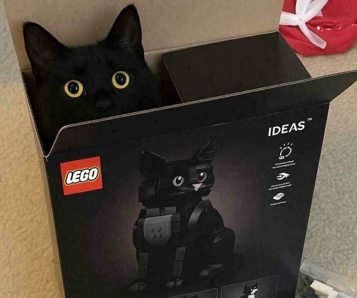 Black cat with wide eyes sitting inside a LEGO box illustrating the "If I fits, I sits" meme.