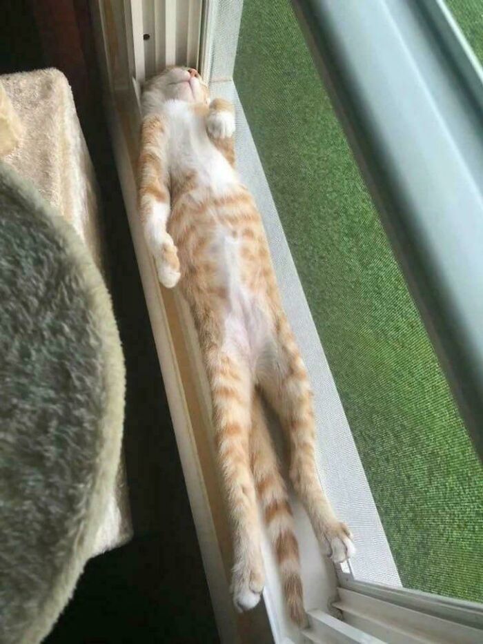 Orange tabby cat stretched out and sleeping in a narrow windowsill spot showing "If I fits, I sits" behavior.