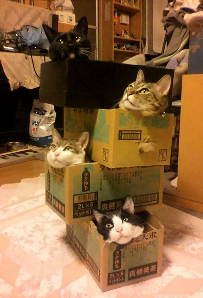 Four cats sitting comfortably inside stacked cardboard boxes, demonstrating the "If I fits, I sits" phenomenon.
