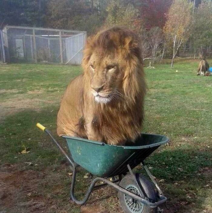 Lion sitting inside a small wheelbarrow outdoors, illustrating the "If I fits, I sits" concept with a large animal.