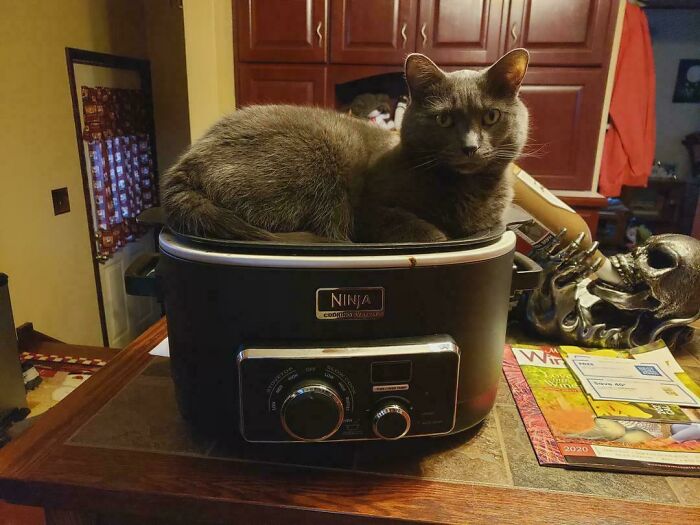 Gray cat sitting inside a Ninja cooker on a kitchen table, illustrating the "If I fits, I sits" meme concept.