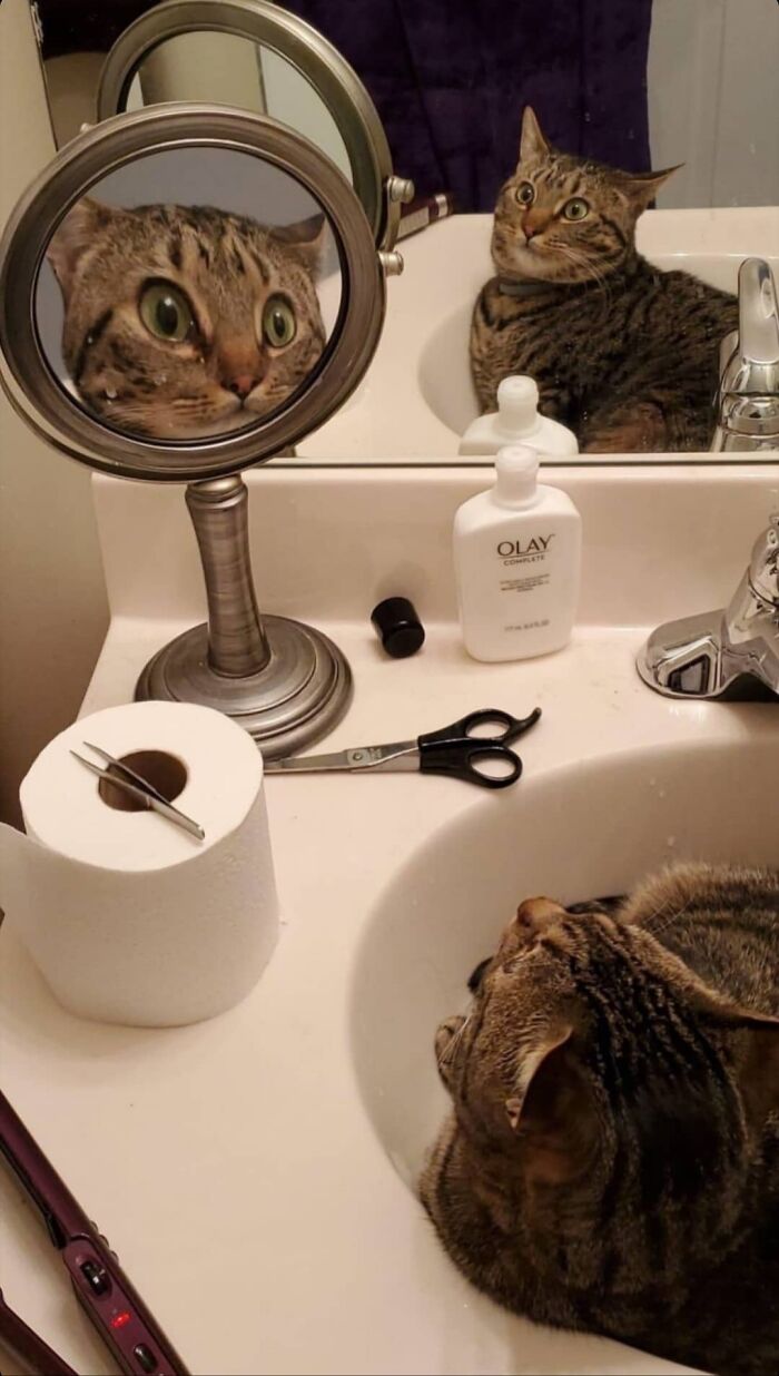 Tabby cat in sink with exaggerated reflection in a mirror, showcasing funny times people tried to sell a mirror with reflection charm