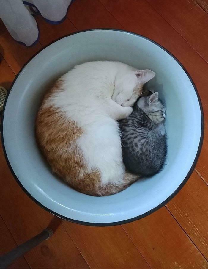 Two cats curled up together sleeping in a round basin showing "If I fits, I sits" behavior.