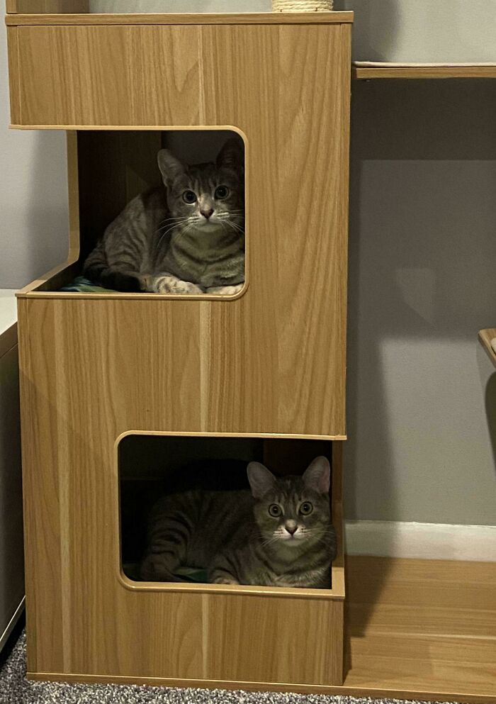 Two tabby cats sitting inside separate wooden cubby holes in a cat furniture, showcasing "If I fits, I sits" behavior.