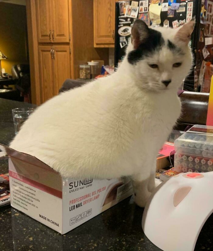 White and black cat sitting inside a small box on a kitchen counter, demonstrating "If I fits, I sits" behavior.