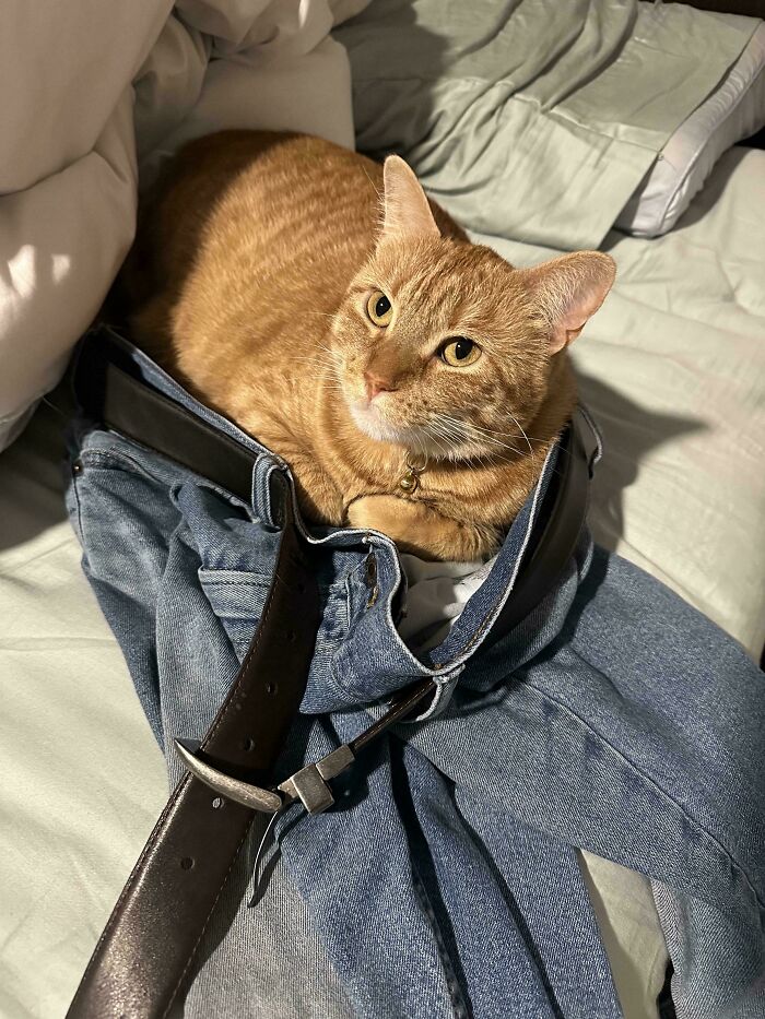 Orange cat sitting inside a pair of jeans with a black belt on a bed, illustrating "If I fits, I sits" behavior.