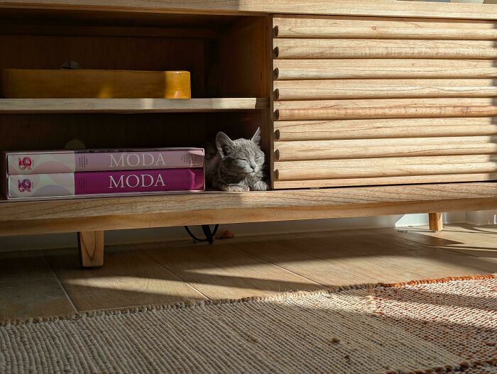 A cat sitting comfortably inside a wooden cabinet shelf next to two books titled Moda, sunlight casting shadows.