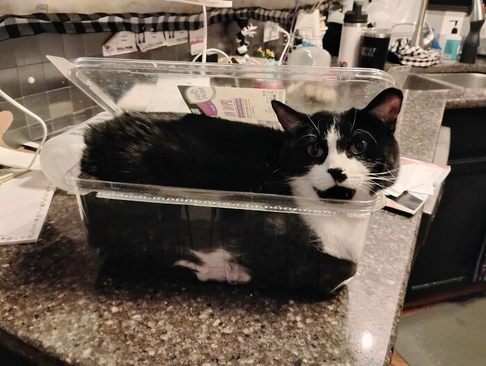 Black and white cat fitting perfectly inside a clear plastic container on a kitchen counter, illustrating "If I fits, I sits" behavior