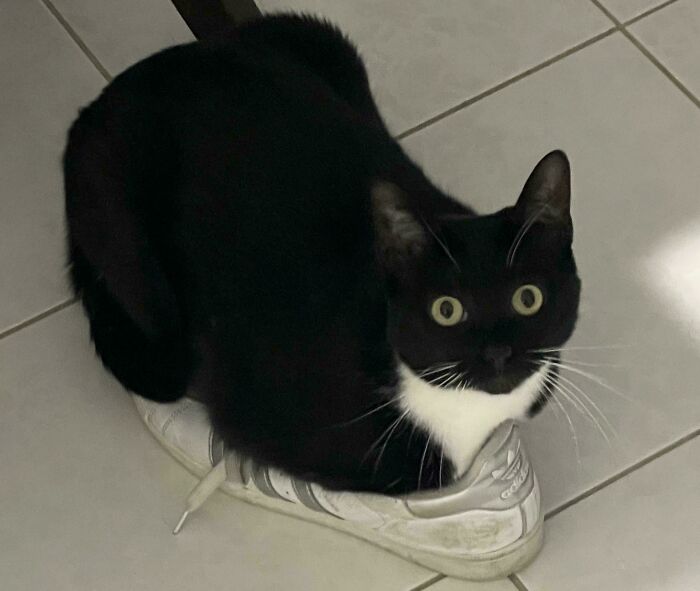 Black and white cat sitting inside a white sneaker on tiled floor, illustrating the "If I fits, I sits" concept.
