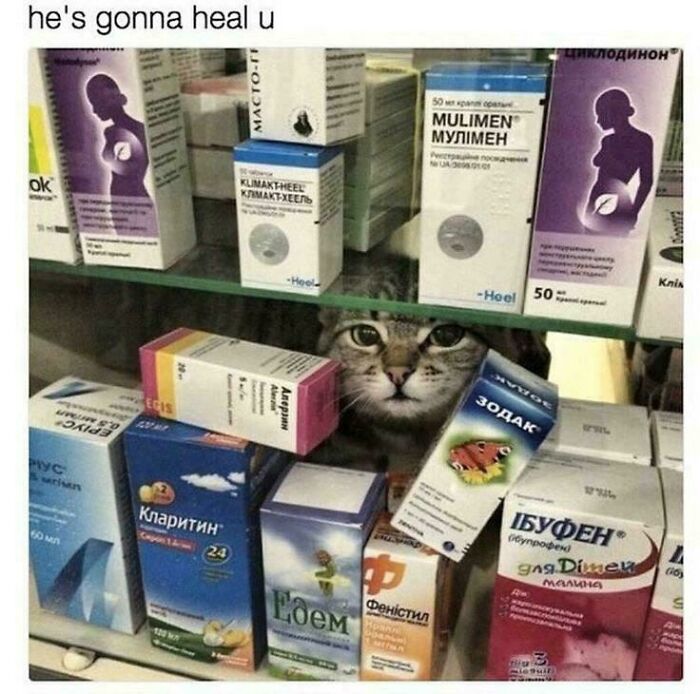 A cat peeking out from behind medicine boxes on a shelf, illustrating the "If I fits, I sits" theme.
