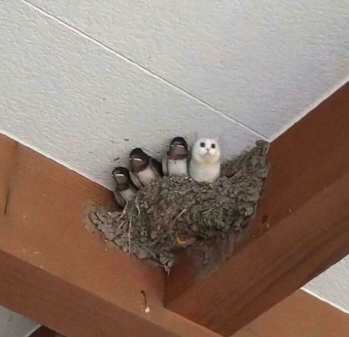 Birds nesting on a wooden beam with one kitten sitting among them, illustrating the "If I fits, I sits" concept.